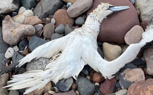 Cẩn trọng: Cúm gia cầm có thể là “đại dịch” tiếp theo!