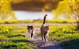 Tử vi thứ Sáu (30/9/2022): Thiên Bình muốn gần gũi hơn với người yêu