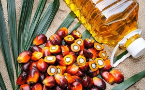 Dầu cọ có phải sự lựa chọn đúng đắn cho sức khỏe?