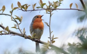 Nghiên cứu mới: Nghe tiếng chim hót giúp giảm lo âu, hoang tưởng