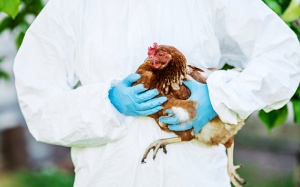 Chủ động phòng chống cúm gia cầm lây nhiễm sang người