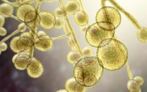 WHO: Nấm gây bệnh đang trở thành mối đe dọa đối với sức khỏe con người