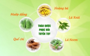 Thảo dược phục hồi tuyến tụy, ổn định đường huyết cho người bệnh đái tháo đường