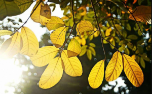 Bắc Bộ: Đất liền ngày nắng, vùng biển Bắc Biển Đông có gió Đông Bắc mạnh