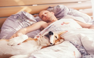Infographic: Lý do bạn nên cho thú cưng ngủ riêng