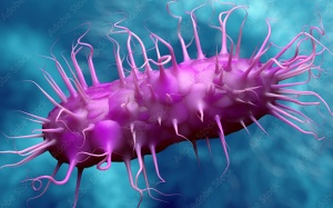 Loại vi khuẩn trong vụ ngộ độc trường iSchool Nha Trang nguy hiểm thế nào?