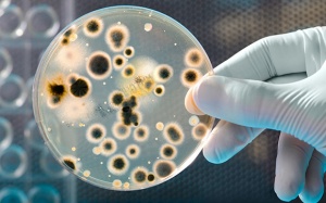 Nhiễm khuẩn là 'nguyên nhân gây tử vong thứ 2 trên toàn thế giới'