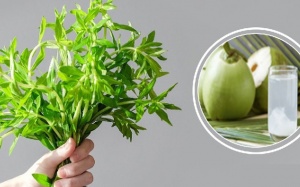Dùng rau ngổ với nước dừa trị sỏi mật có hiệu quả không?