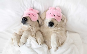 Tử vi Chủ nhật (11/12/2022): Xử Nữ có thể tận hưởng ngày nghỉ cuối tuần