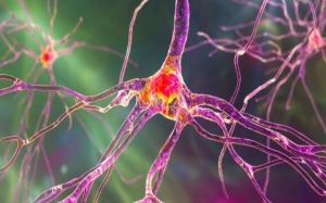 COVID-19 đẩy nhanh quá trình lão hóa não ở người