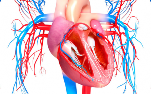 Bị hở van tim có chữa khỏi hoàn toàn được không?