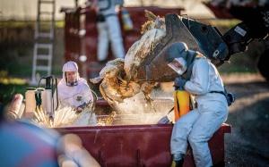 Châu Âu bùng phát đợt dịch cúm gia cầm tồi tệ nhất từ trước đến nay 