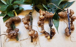 Xây dựng chuỗi giá trị sâm Ngọc Linh, đánh thức tiềm năng bảo vật quốc gia