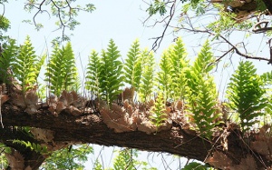 Danh mục dược liệu quý, hiếm, đặc hữu phải kiểm soát