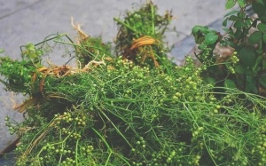 Hương mùi già và bữa tắm Tất niên