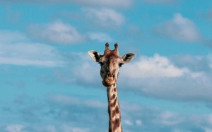 Tử vi Chủ nhật (29/1/2023): Bảo Bình có thể gặp nhiều điều kỳ lạ