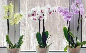 Trồng cây gì để khắc phục tình trạng nồm ẩm?