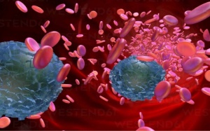 Phát hiện hạt vi nhựa trong mô tĩnh mạch người