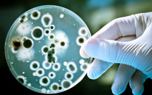 Những loại nấm gây viêm nhiễm nguy hại