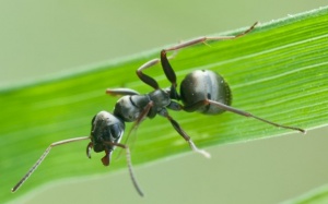 Kiến có thể 'đánh hơi' ung thư trong nước tiểu