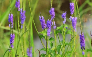 Dùng cây đuôi chuột trị bệnh tim hiệu quả đến đâu?