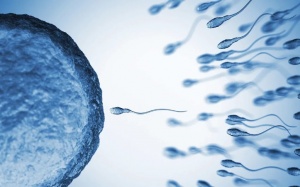 Đột phá: Thuốc tránh thai cho nam giới khiến tinh trùng 'ngừng bơi' tạm thời