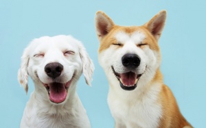 Tử vi thứ Hai (20/2/2023): Bọ Cạp sẽ có ngày mới với nhiều điều tích cực