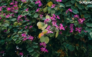 “Nàng” ban Tây Bắc xinh đẹp, rực rỡ giữa lòng Hà Nội