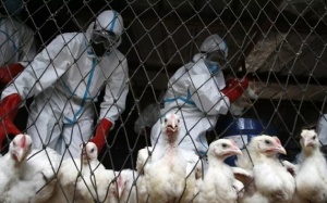 Những điều cần biết về nguy cơ lây nhiễm cúm gia cầm H5N1