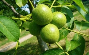 Dùng cây óc chó trị hở van tim có thực sự hiệu quả?