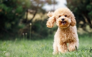 Tử vi thứ Sáu (24/3/2023): Kim Ngưu luôn có được tâm trạng tốt