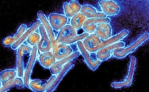 WHO cảnh báo virus Marburg đang lây lan nhanh ở nhiều quốc gia