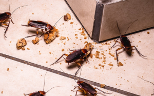 Mầm bệnh từ gián và cách loại bỏ gián khỏi nhà