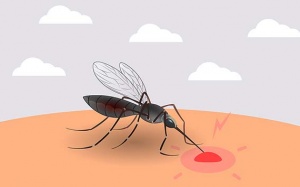 'Điểm danh' những bệnh nguy hiểm do muỗi truyền