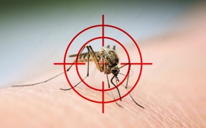 Một số biện pháp diệt muỗi an toàn, hiệu quả