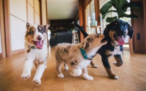 Tử vi thứ Ba (11/4/2023): Bọ Cạp có thể tỏ ra khá hòa đồng