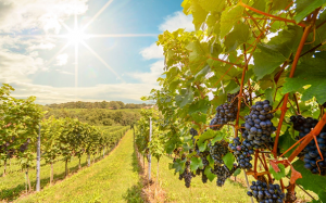 Biến đổi khí hậu ảnh hưởng thế nào đến ngành sản xuất rượu vang ở New Zealand?