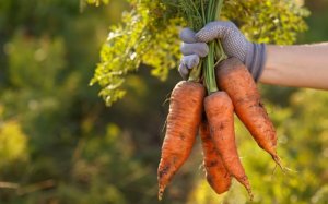 7 lợi ích sức khỏe khi ăn cà rốt vào mùa Hè