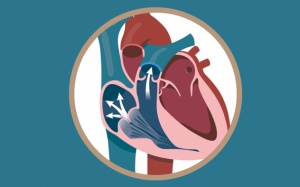 Chuyên gia giải đáp: Có mấy mức độ hở van tim?