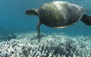 Nhiệt độ đại dương phá kỷ lục, nguy cơ khủng hoảng khí hậu  