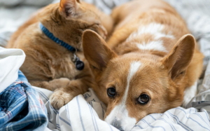 Bệnh ký sinh trùng có thể mắc phải khi nuôi thú cưng