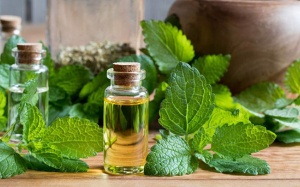 Tinh dầu bạc hà có thể cải thiện các triệu chứng bệnh Alzheimer