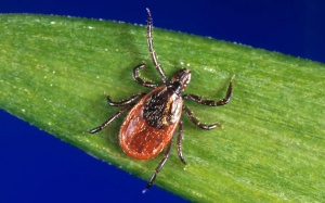 CDC Mỹ cảnh báo căn bệnh truyền nhiễm nguy hiểm do bọ ve gây ra