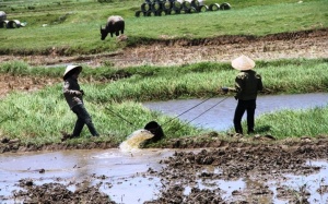 Nết ở, nết ăn vùng nắng nóng gió Lào