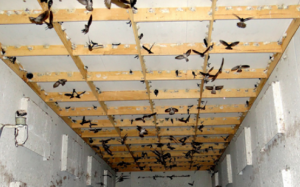 Siết chặt quản lý nuôi và xuất khẩu yến