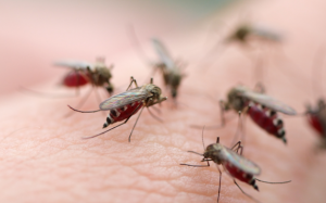 Tăng cường công tác phòng, chống dịch bệnh do muỗi truyền vì hiện tượng El Nino