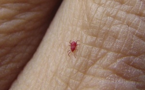 Mỹ phát hiện bọ đỏ mang mầm bệnh sốt mò chết người 