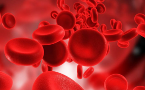 Thực phẩm giúp tăng tiểu cầu và bổ máu cho người sốt xuất huyết