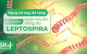 Podcast: Nguy cơ suy đa tạng do nhiễm xoắn khuẩn Leptospira