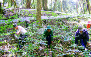 Xây dựng kinh tế dược liệu: Những khó khăn nhìn từ góc độ doanh nghiệp